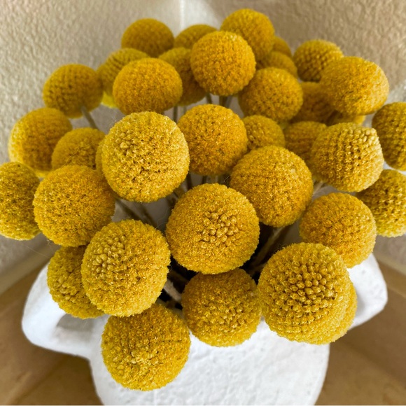 10 STEMS Dried Flowers Billy Balls - Craspedia Flowers - Picture 3 of 13